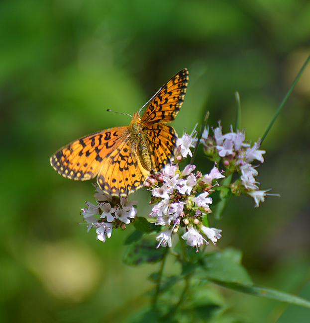 [Silver-Bordered Fritillary]