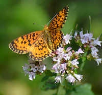 [Silver-Bordered Fritillary]