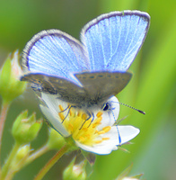 [Silvery Blue]