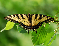 [Tiger Swallowtail]