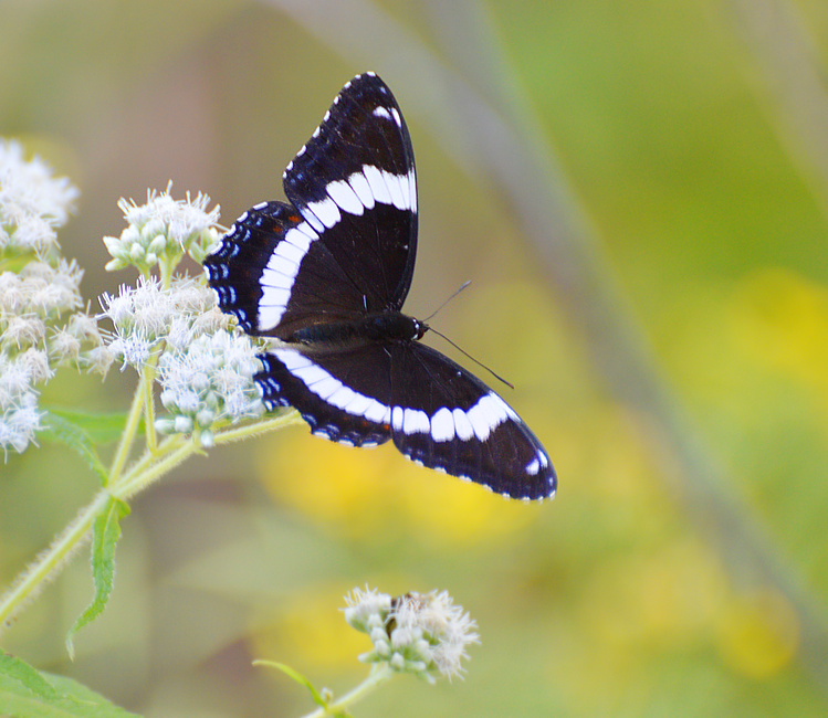[White Admiral]