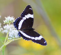 [White Admiral]