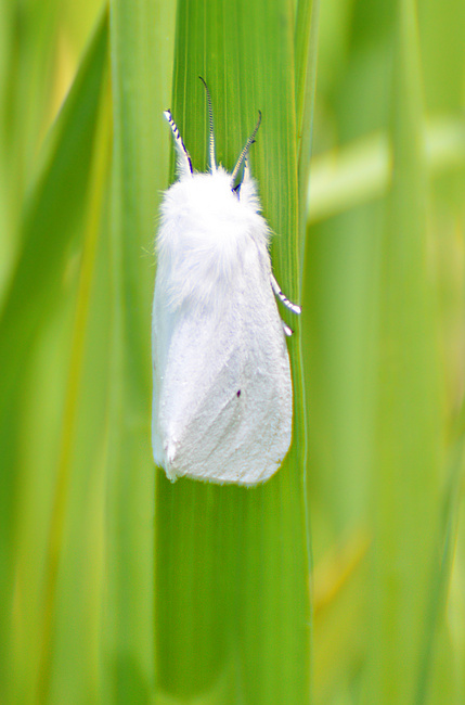 [Agreeable Tiger Moth]