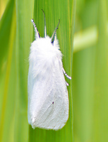 [Agreeable Tiger Moth]