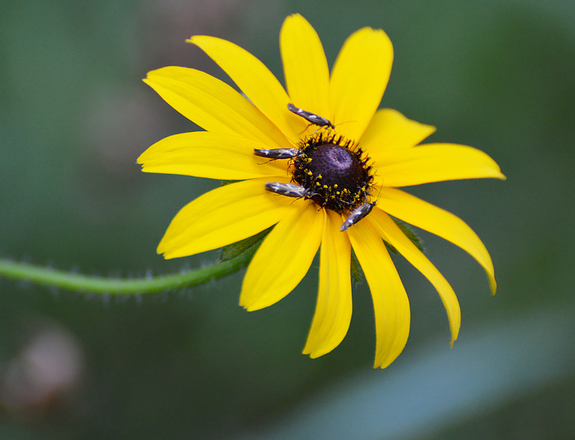 [Flower Moths]
