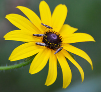 [Flower Moths]