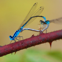 [Azure Bluets]