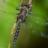 [Baskettail]