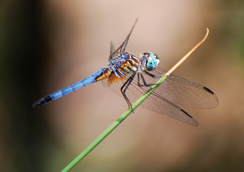 [Blue Dasher]