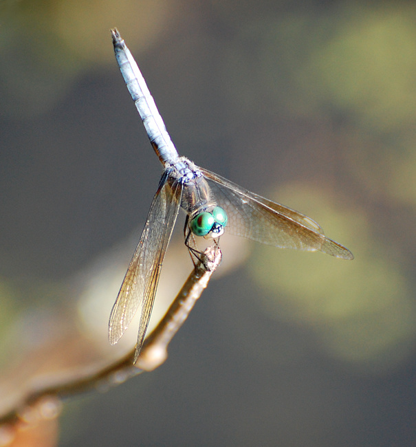 [Blue Dasher]