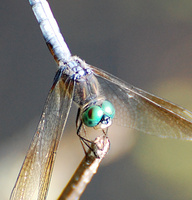 [Blue Dasher]