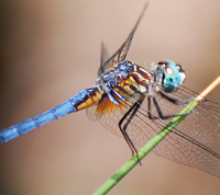 [Blue Dasher]