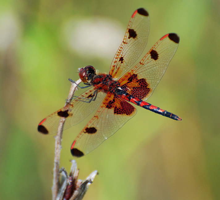 [Calico Pennant]