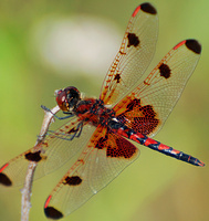 [Calico Pennant]