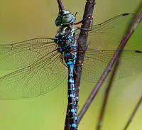 [Canada Darner]