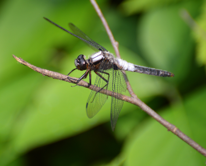 [Chalk-Fronted Corporal]