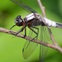 [Chalk-Fronted Corporal]