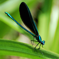 [Ebony Jewelwing]