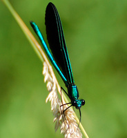[Ebony Jewelwing]