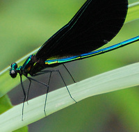 [Ebony Jewelwing]