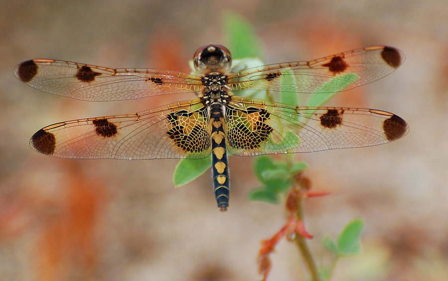 [Female Calico Pennant]