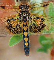 [Female Calico Pennant]