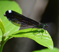 [Female Ebony Jewelwing]
