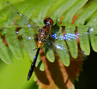 [Female Racket-Tailed Emerald]