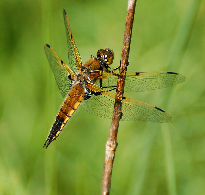 [Four-Spotted Skimmer]