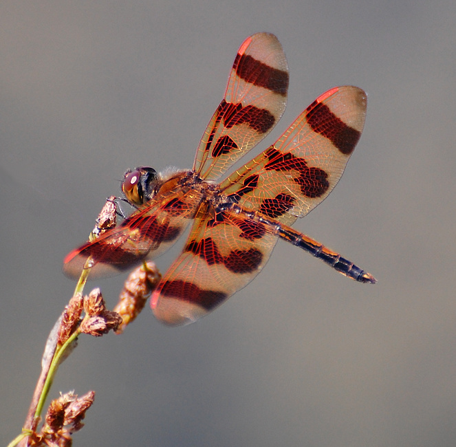 [Halloween Pennant]