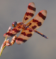[Halloween Pennant]