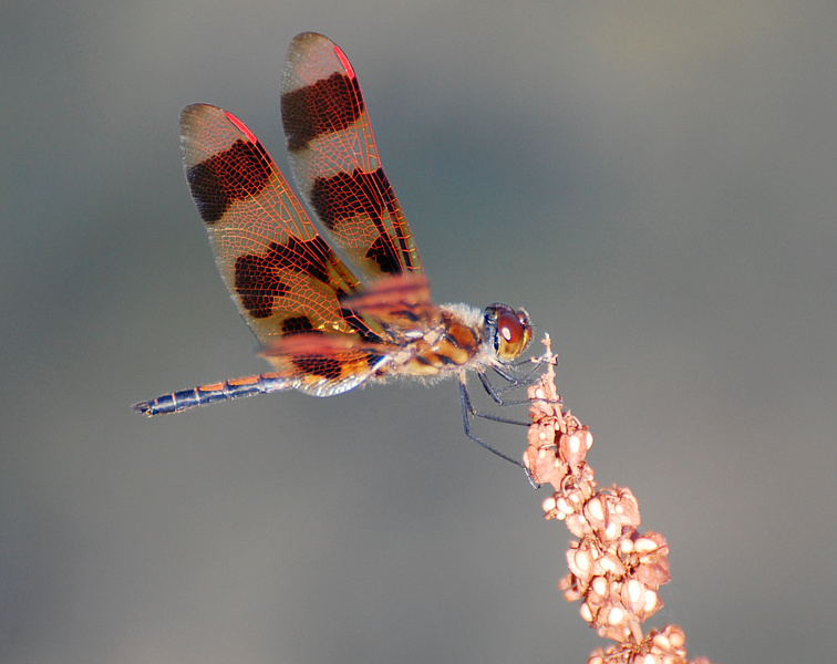 [Halloween Pennant]