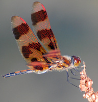 [Halloween Pennant]