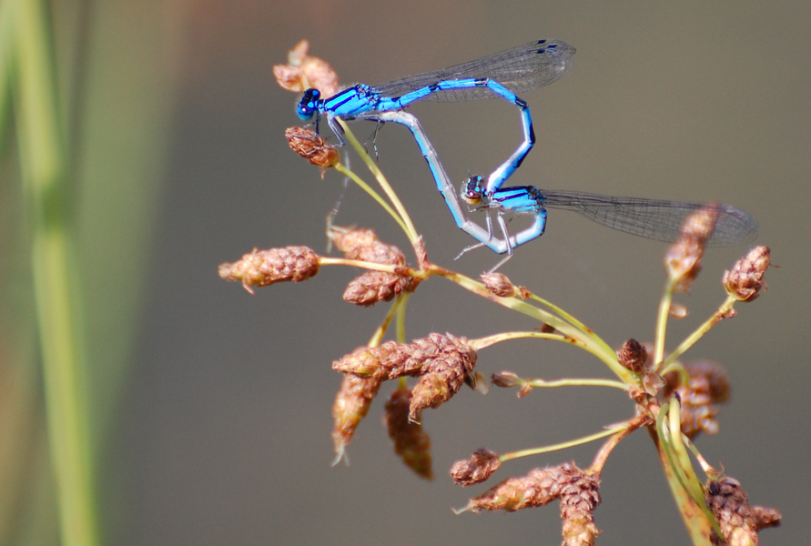[Mating Bluets]