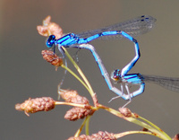 [Mating Bluets]