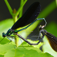 [Mating Jewelwings]