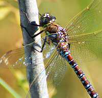 [Variable Darner]