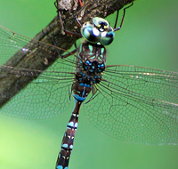 [Mosaic Darner]