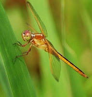 [Needham's Skimmer]