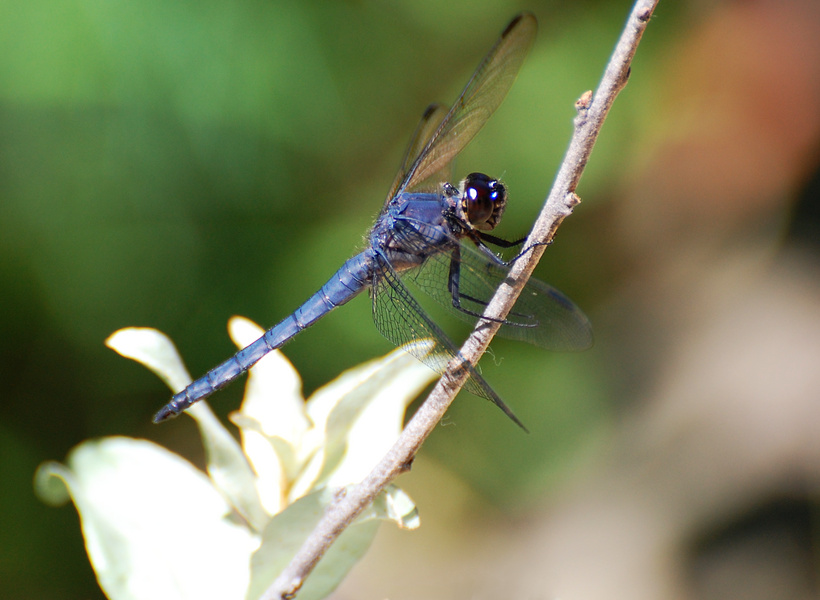 [Slaty Skimmer]