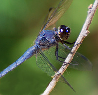 [Slaty Skimmer]