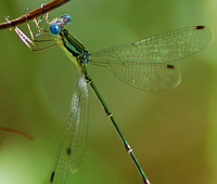 [Slender Spreadwing]