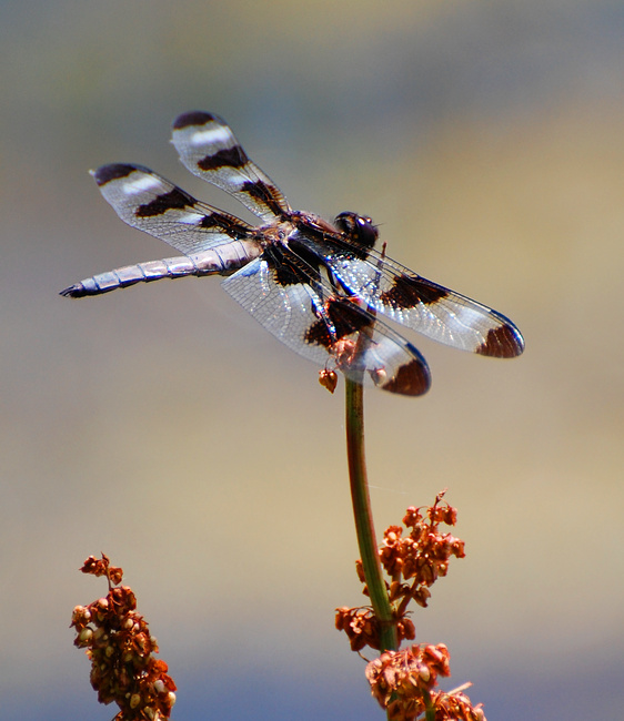 [Twelve-Spotted Skimmer]