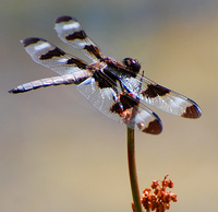 [Twelve-Spotted Skimmer]
