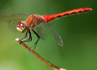 [White-Faced Meadowhawk]