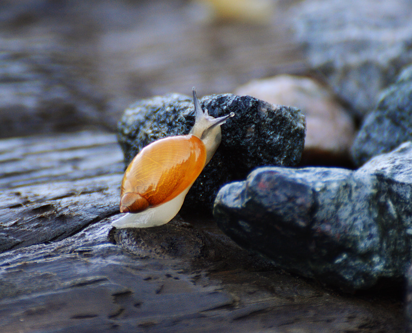 [Amber Snail]