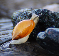 [Amber Snail]