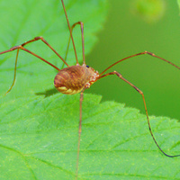 [Daddy Longlegs]