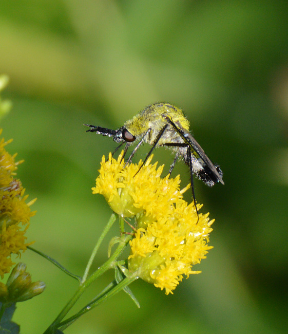 [Hunchback Bee Fly]