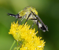 [Hunchback Bee Fly]